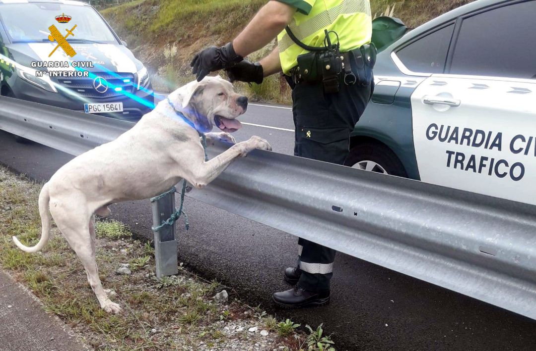 Dogo Argentino Dogo Argentino