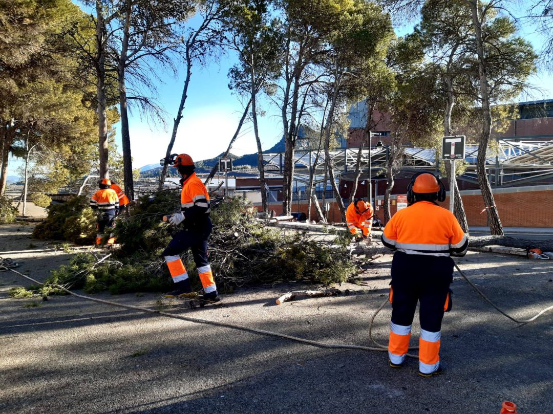 Operarios de una brigada, contratada a través de Avalem, cortando unos pinos frente al polideportivo de Alcoy. Operarios de una brigada, contratada a través de Avalem, cortando unos pinos frente al polideportivo de Alcoy.