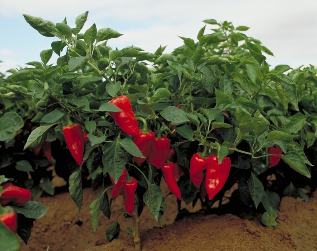 Pimiento del piquillo de Lodosa Pimiento del piquillo de Lodosa