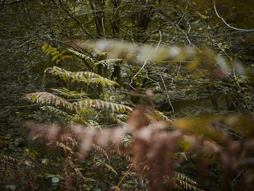 Paisajes del Valle del Baztán en Navarra, horas antes de que comience el otoño Paisajes del Valle del Baztán en Navarra, horas antes de que comience el otoño
