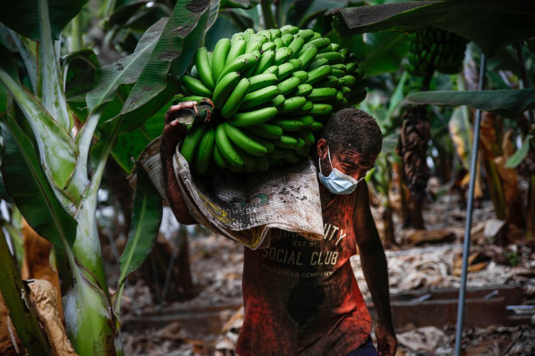 23-09-2021 Un agricultor lleno de ceniza recoge una piña de plátanos, antes de que la lava del volcán de Cumbre Vieja llegue a las plantaciones.
23-09-2021 Un agricultor lleno de ceniza recoge una piña de plátanos, antes de que la lava del volcán de Cumbre Vieja llegue a las plantaciones.