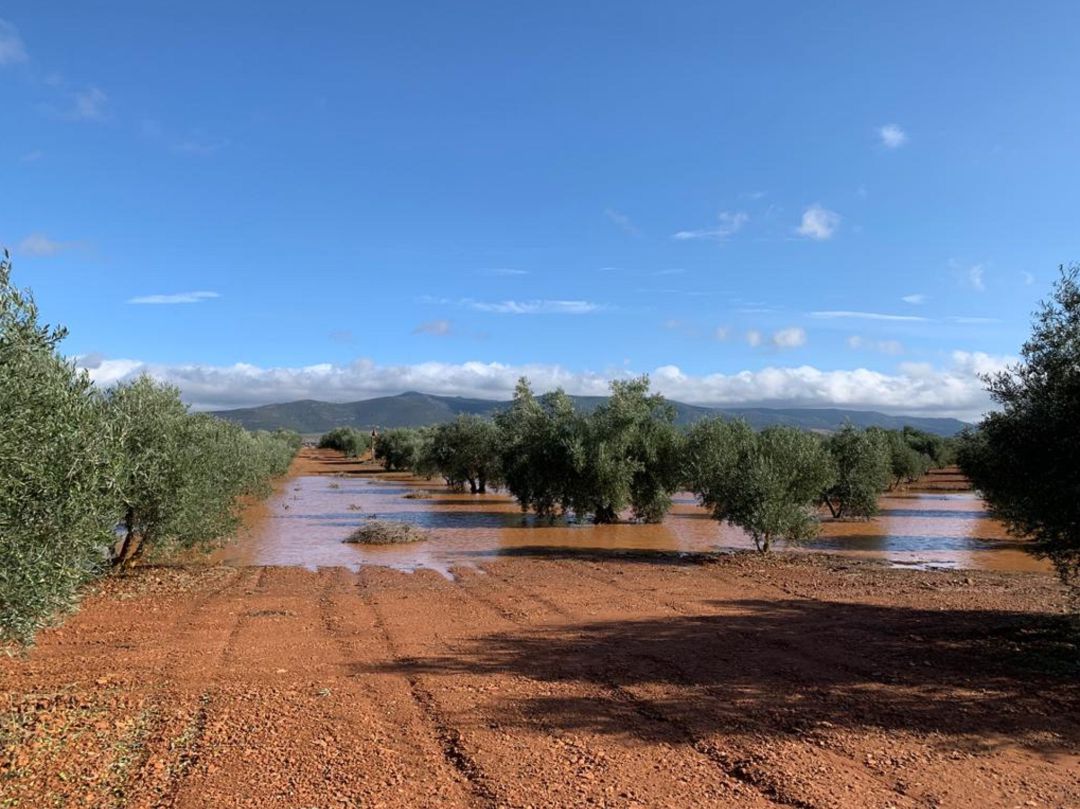 La tormenta causó daños, sobre todo, en el olivar La tormenta causó daños, sobre todo, en el olivar