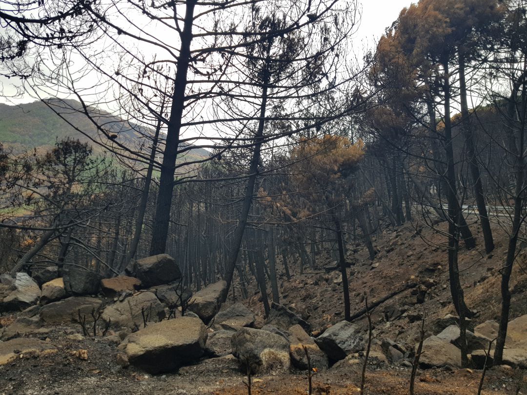 Zona afectada por el incendio de Sierra Bermeja entre Genalguacil y Jubrique Zona afectada por el incendio de Sierra Bermeja entre Genalguacil y Jubrique