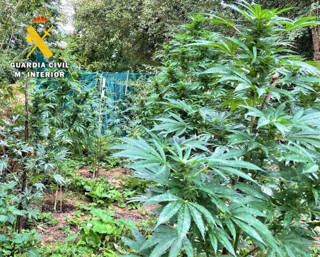 La intervención se ha realizado dentro de la Operación ‘Miller’ dirigida a la localización de cultivos de marihuana al aire libre La intervención se ha realizado dentro de la Operación ‘Miller’ dirigida a la localización de cultivos de marihuana al aire libre