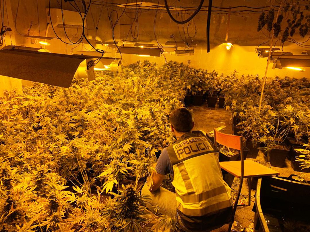 Plantación de marihuana en una casa de Beniopa Plantación de marihuana en una casa de Beniopa