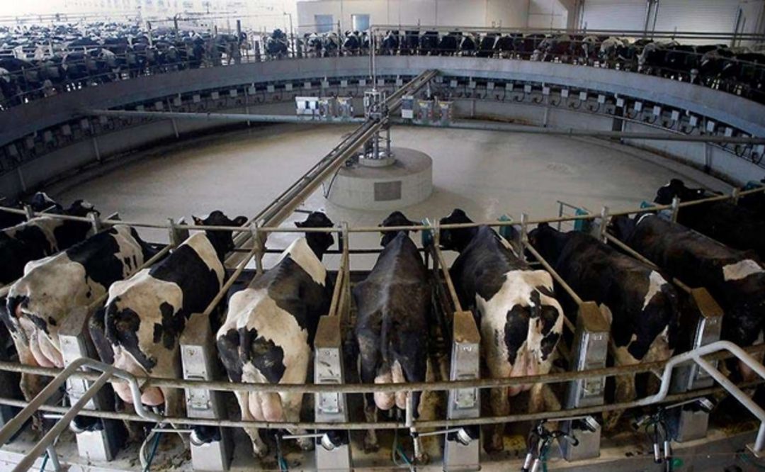 Macrovaquería Macrovaquería