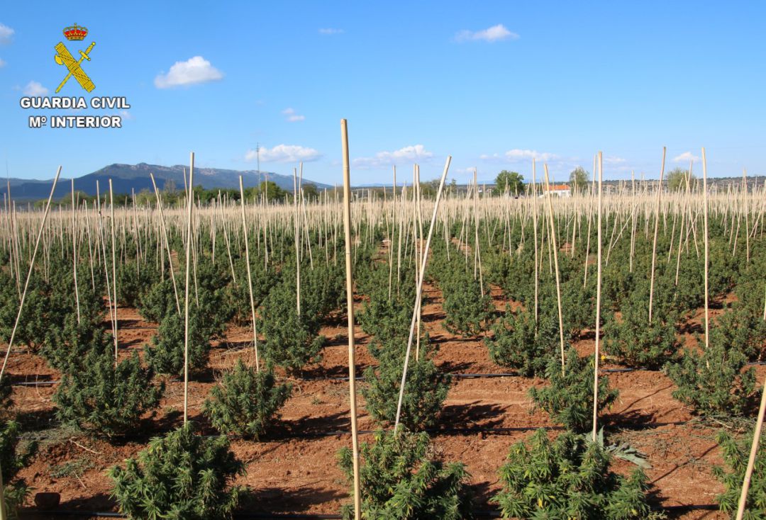 Plantación de marihuana descubierta en Sonseca Plantación de marihuana descubierta en Sonseca