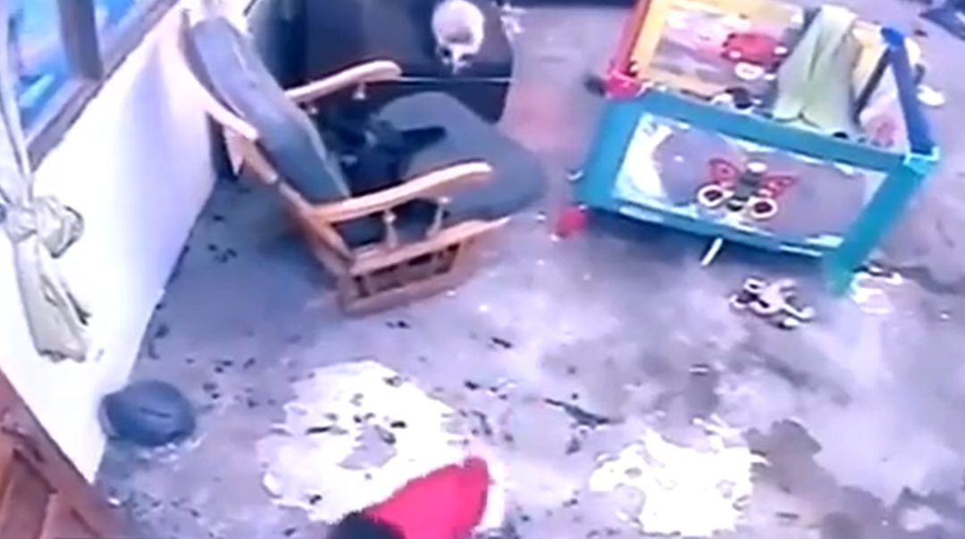 Momento en el que el bebé va dirección a las escaleras y el gato se apresura a salvarle Momento en el que el bebé va dirección a las escaleras y el gato se apresura a salvarle