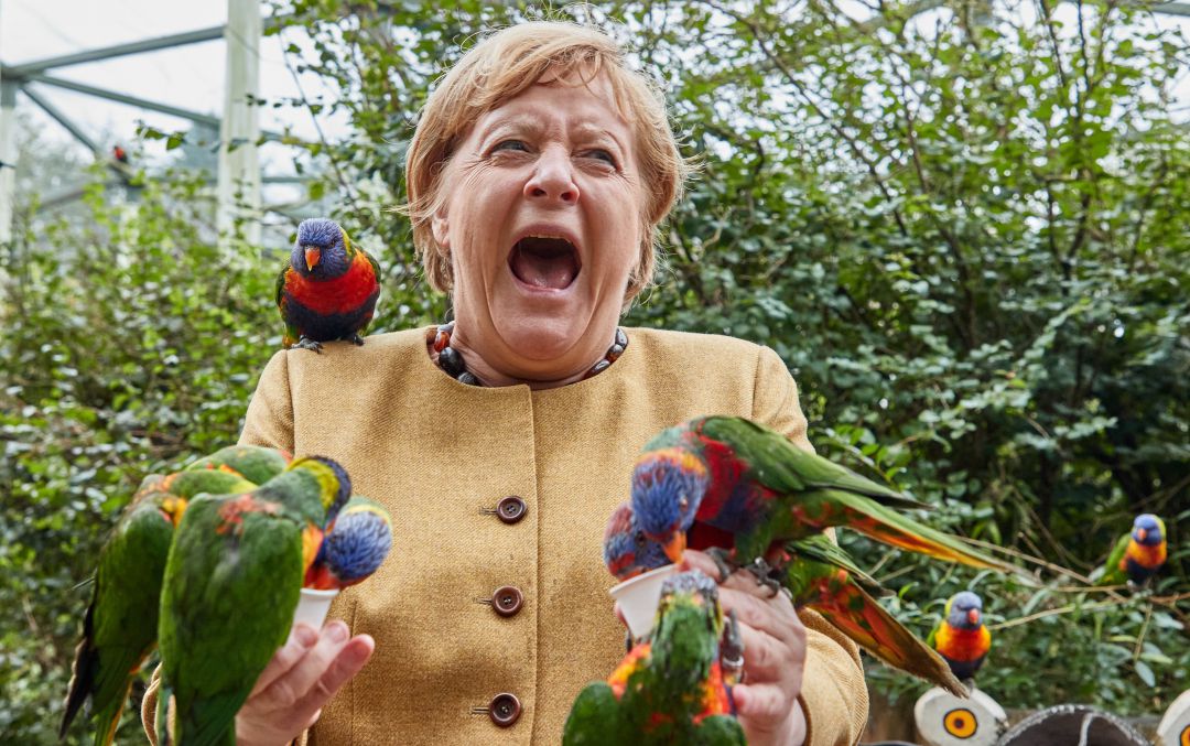 El momento en el que Angela Merkel es mordida por un loro El momento en el que Angela Merkel es mordida por un loro