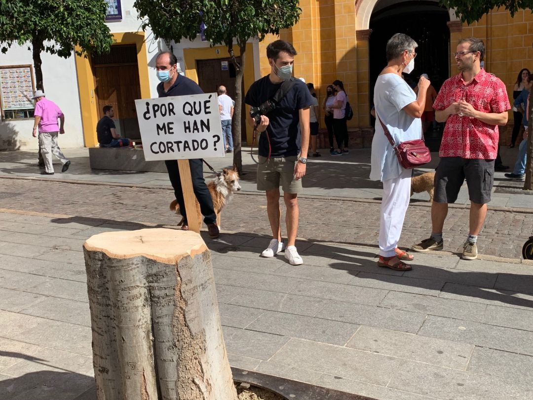 Imagen de lo que queda del árbol, tras su tala en la plaza del Socorro Imagen de lo que queda del árbol, tras su tala en la plaza del Socorro