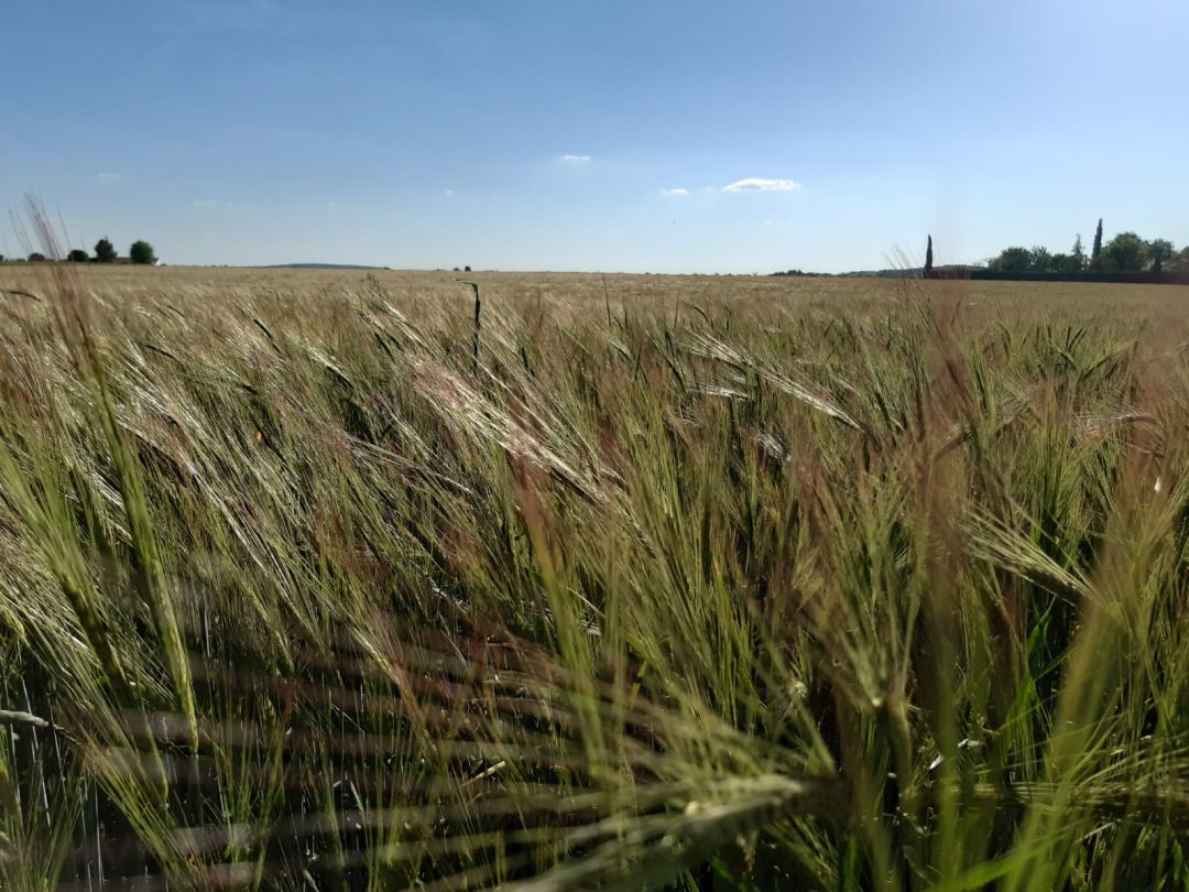 Imagen de una explotación agrícola Imagen de una explotación agrícola