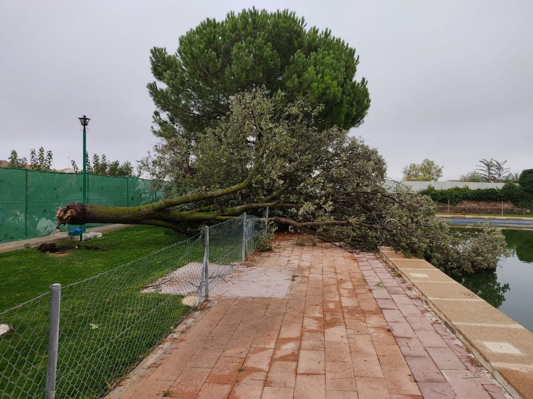 Carrasca derribada por el tornado en la piscina municipal de Viveros Carrasca derribada por el tornado en la piscina municipal de Viveros