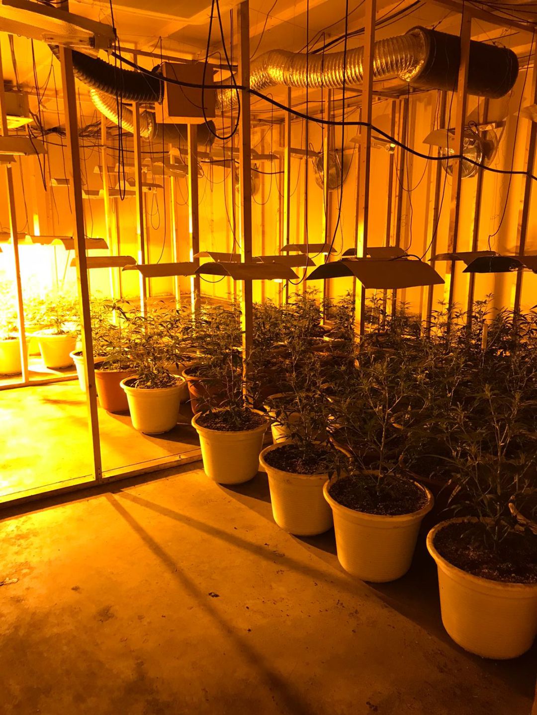 Guardia Civil y Policía Local detectaron la plantación en un polígono de Humanes de Madrid Guardia Civil y Policía Local detectaron la plantación en un polígono de Humanes de Madrid