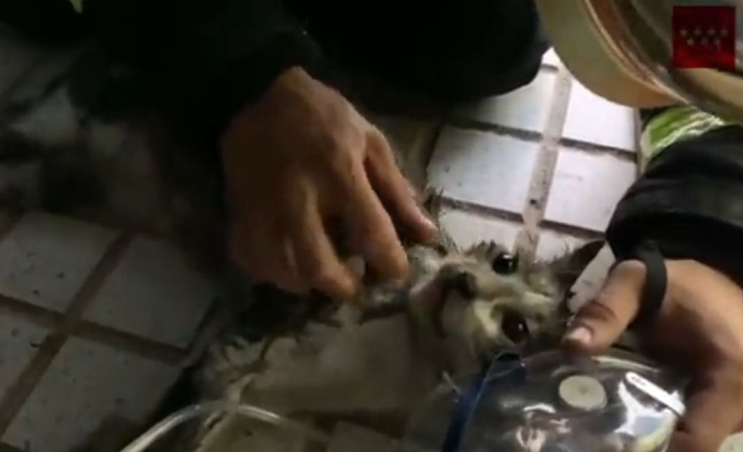 Momento en que el gato estaba siendo reanimado con oxígeno. Momento en que el gato estaba siendo reanimado con oxígeno.