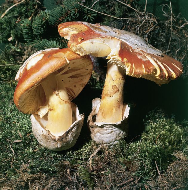 Amanita caesarea,es comestible y no debemos confundirla con A. muscaria, que es tóxica. Amanita caesarea,es comestible y no debemos confundirla con A. muscaria, que es tóxica.