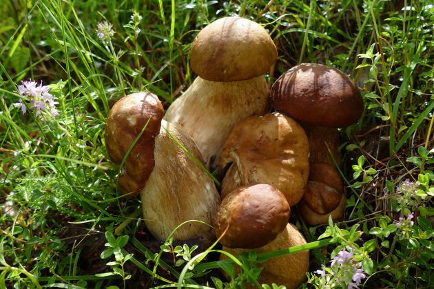 Boletus edulis. Boletus edulis.