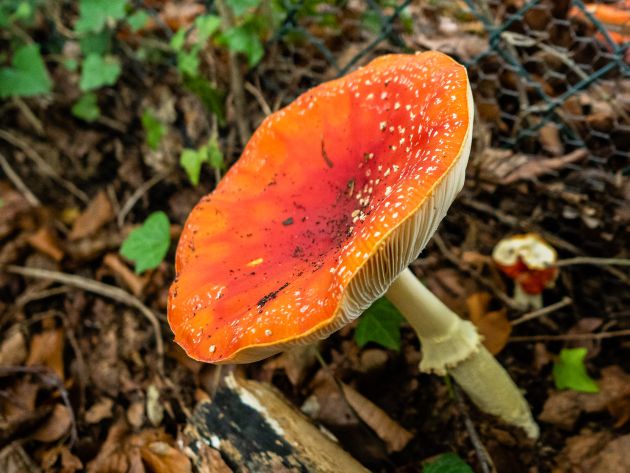 Amanita muscaria, seta tóxica. Amanita muscaria, seta tóxica.