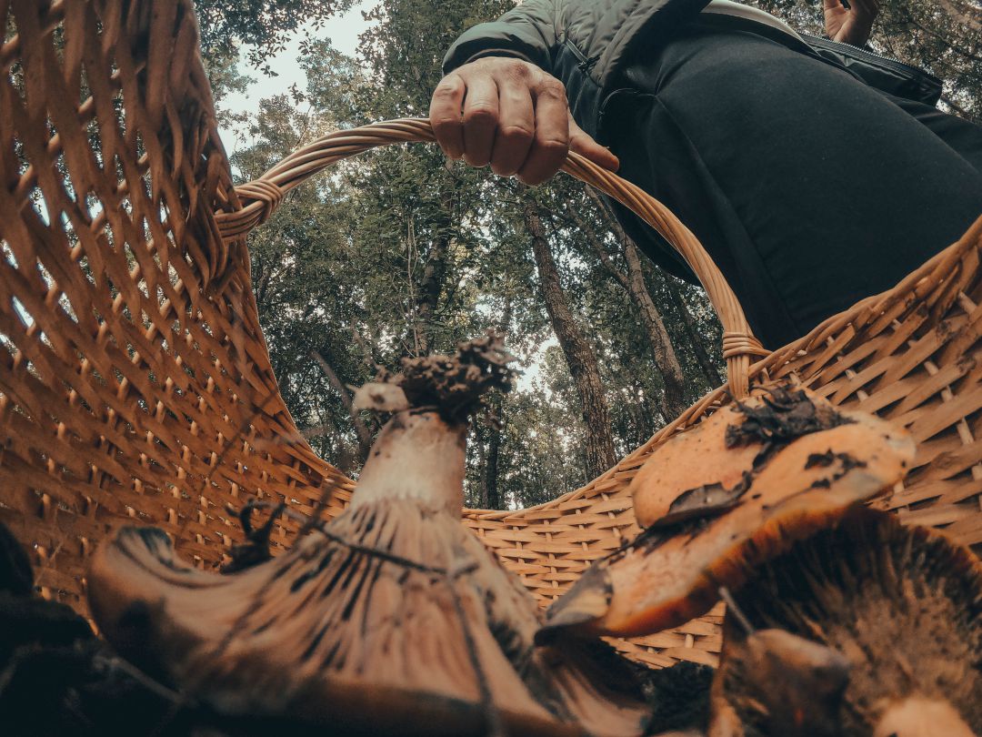 Un aficionado a la micología, con su cesta llena de níscalos. Un aficionado a la micología, con su cesta llena de níscalos.