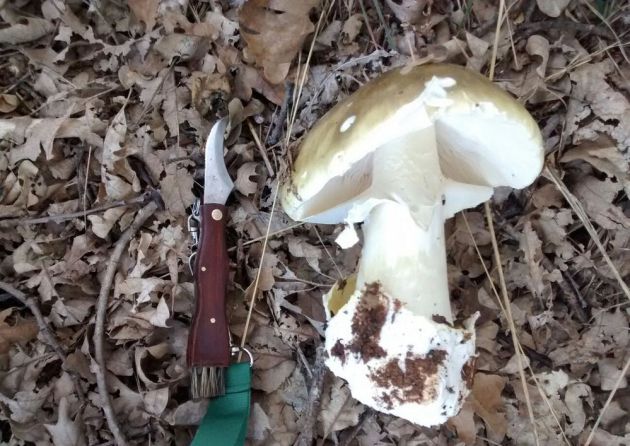 Fotografía tomada por la autora del artículo de la seta mortal ‘Amanita phalloides’. Fotografía tomada por la autora del artículo de la seta mortal ‘Amanita phalloides’.