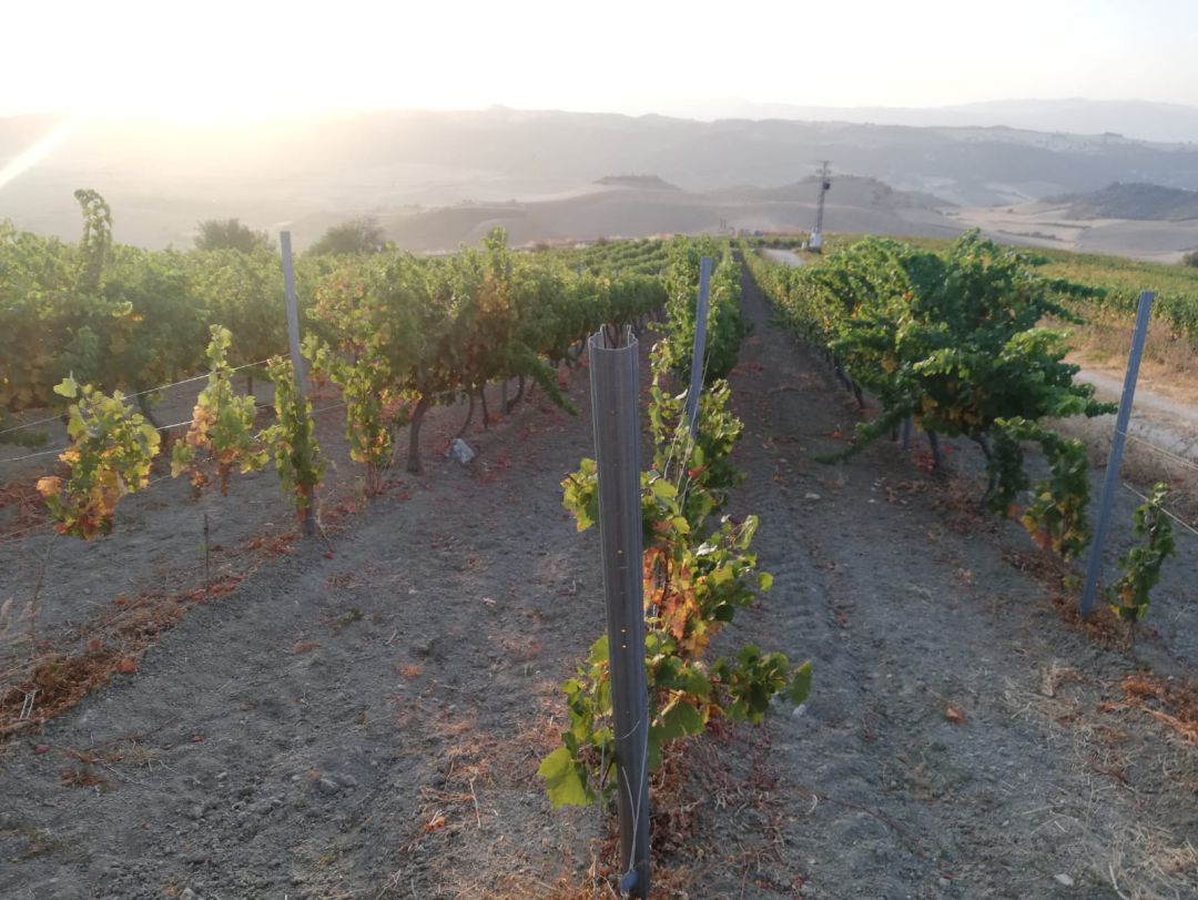 El sector vitivinícola es uno de los más en auge en la comarca rondeña El sector vitivinícola es uno de los más en auge en la comarca rondeña
