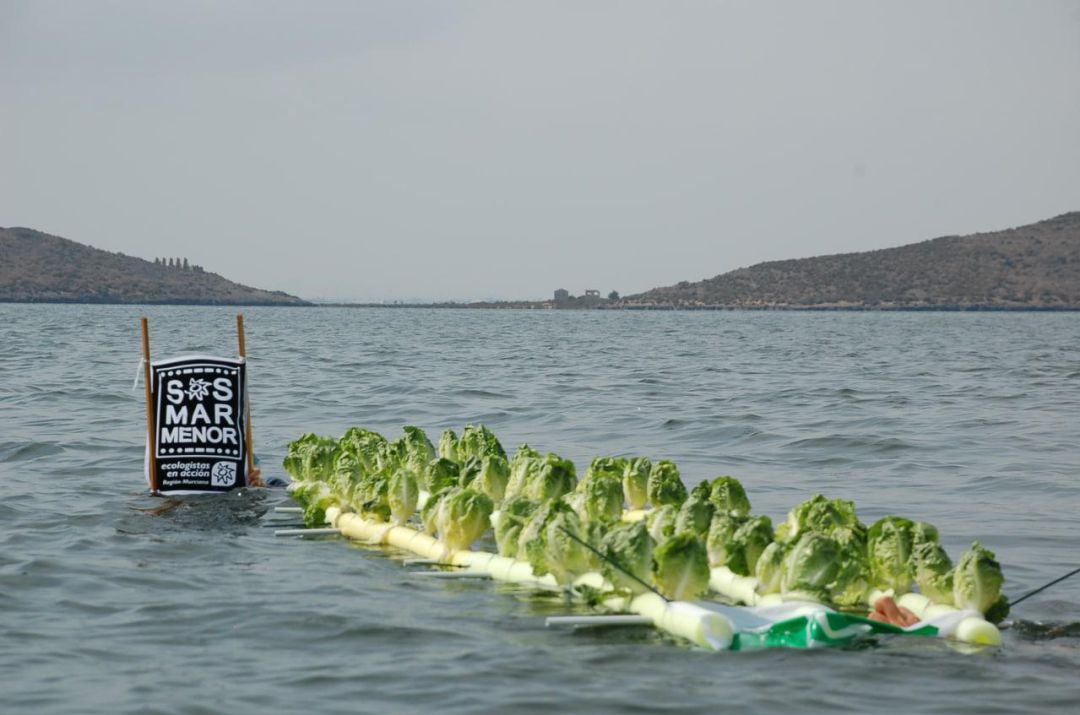Ecologistas en Acción "plantan" lechugas en el Mar Menor para denunciar el exceso de nitratos Ecologistas en Acción "plantan" lechugas en el Mar Menor para denunciar el exceso de nitratos