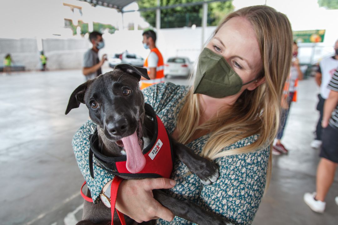 Una voluntaria participa en la reubicación de animales que debido a la erupción volcánica de La Palma han sido encontrados solos en las calles o campos. Una voluntaria participa en la reubicación de animales que debido a la erupción volcánica de La Palma han sido encontrados solos en las calles o campos.