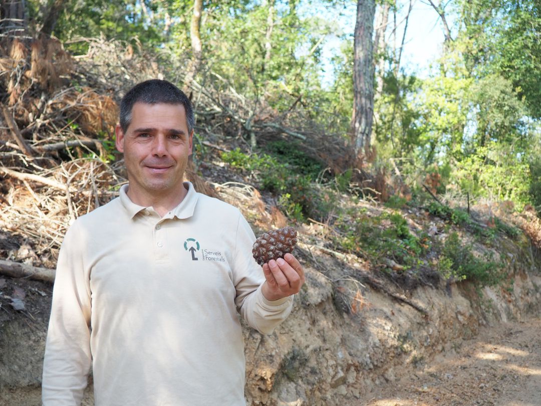 Josep Maria Tusell a la finca d'Hostalric amb una pinya. Josep Maria Tusell a la finca d'Hostalric amb una pinya.