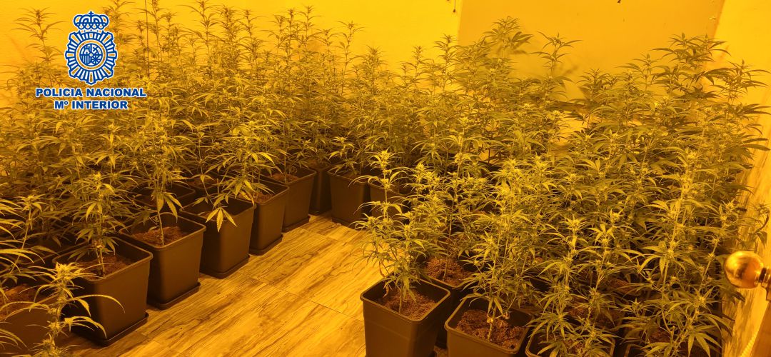 Se han retirado 1.300 plantas de marihuana Se han retirado 1.300 plantas de marihuana