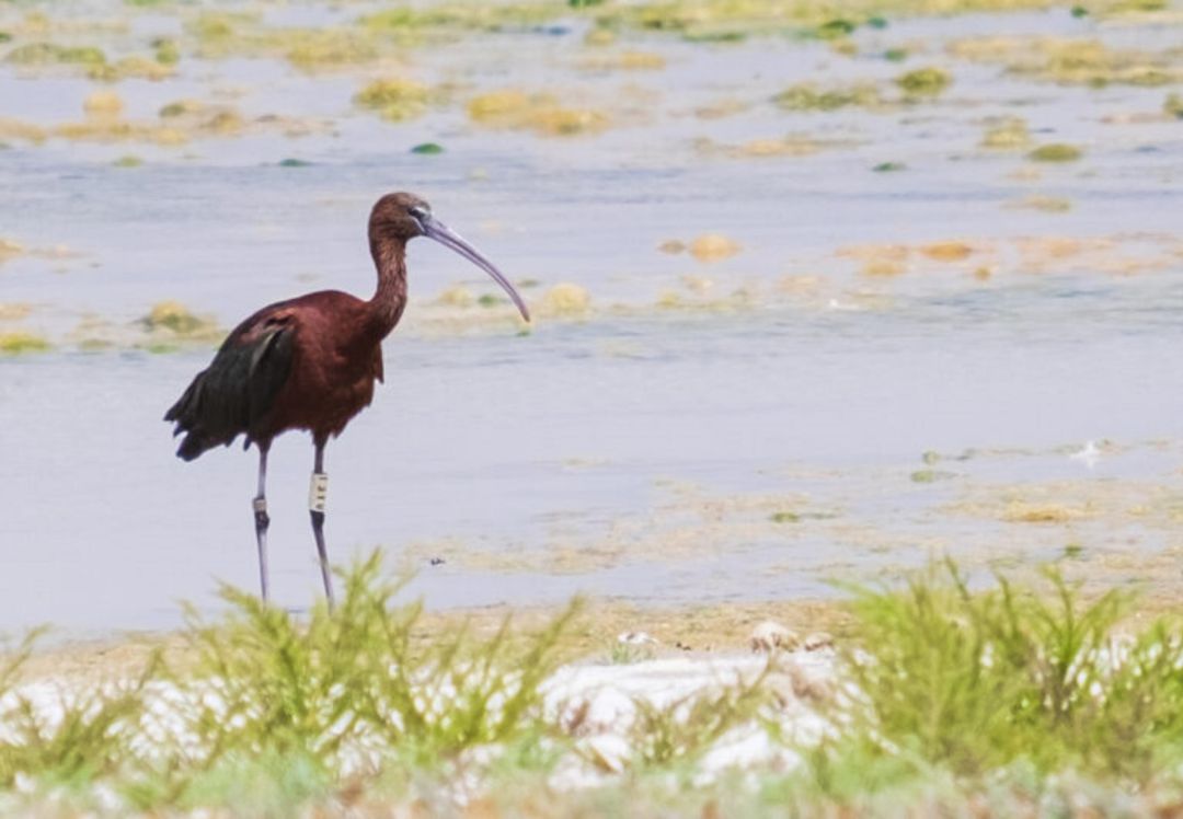 Ibis en las laguans de Manjavacas Ibis en las laguans de Manjavacas
