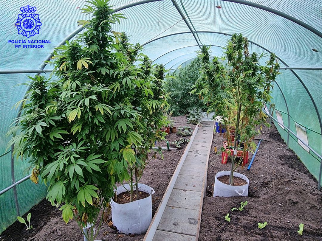 Plantación encontrada por la Policía Nacional en una vivienda en San Román. Plantación encontrada por la Policía Nacional en una vivienda en San Román.