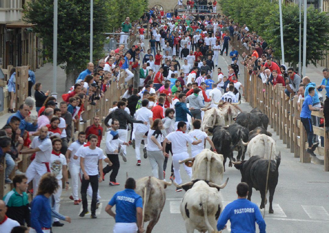 Encierro de toros en las últimas fiestas de agosto en Tafalla Encierro de toros en las últimas fiestas de agosto en Tafalla