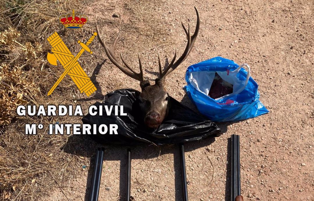 Cuatro vecinos de Úbeda son investigados por caza furtiva Cuatro vecinos de Úbeda son investigados por caza furtiva