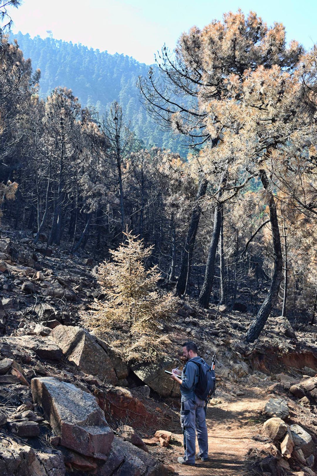 Un recorrido por la sierra arrasada por las llamas permite ver los efectos dañinos que dejó el fuego Un recorrido por la sierra arrasada por las llamas permite ver los efectos dañinos que dejó el fuego