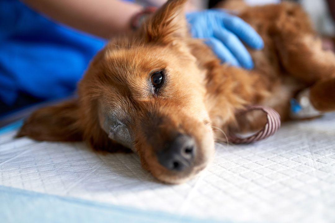 Condenado un veterinario por abusar sexualmente de perros. Condenado un veterinario por abusar sexualmente de perros.