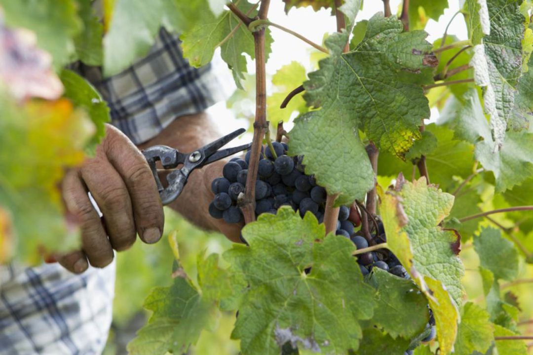 Menos cosecha en la vendimia 2021 de la Manchuela Menos cosecha en la vendimia 2021 de la Manchuela
