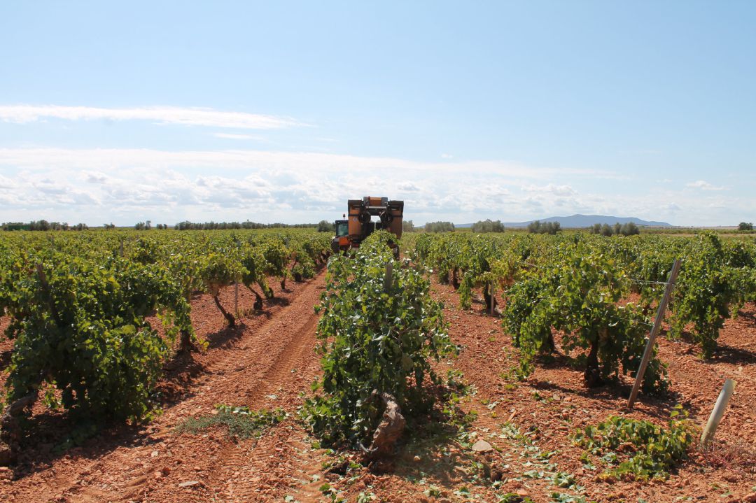 Un trabajador utiliza un tractor para recoger uvas de una cosecha durante la temporada de vendimia de 2021 Un trabajador utiliza un tractor para recoger uvas de una cosecha durante la temporada de vendimia de 2021