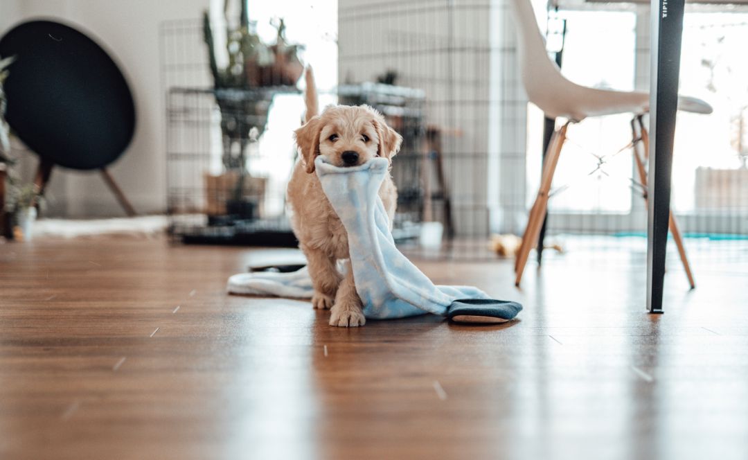 Los perros dejarán de ser cosas para ser seres vivientes. Los perros dejarán de ser cosas para ser seres vivientes.