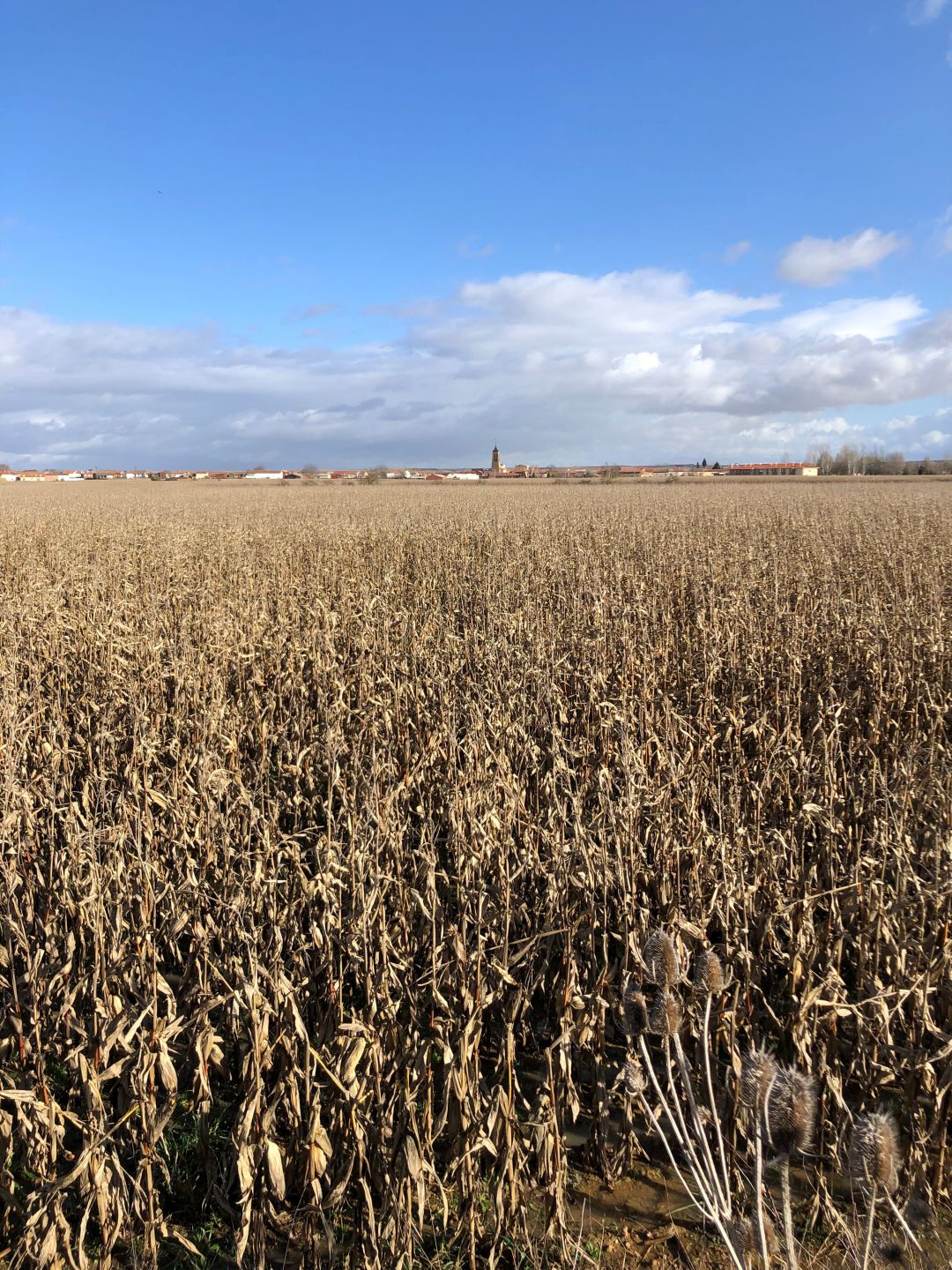Finca de maíz lista para cosechar Finca de maíz lista para cosechar