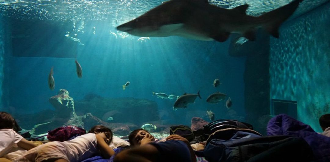 Imagen de la actividad "Noche con tiburones" Imagen de la actividad "Noche con tiburones"