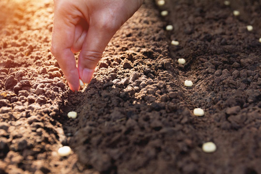 Innovación para conseguir las mejores semillas que darán los mejores frutos Innovación para conseguir las mejores semillas que darán los mejores frutos