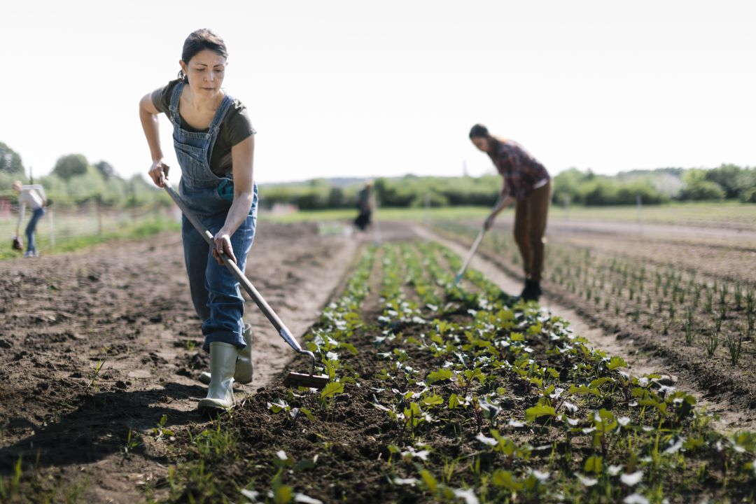 Hasta hace unos años la mayor parte de las mujeres ayudaban en las tareas del campo pero no eran cotitulares de las explotaciones, algo que está empezando a cambiar Hasta hace unos años la mayor parte de las mujeres ayudaban en las tareas del campo pero no eran cotitulares de las explotaciones, algo que está empezando a cambiar