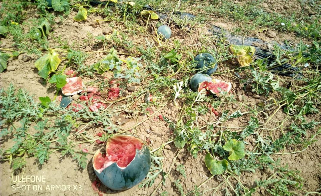 Les destrosses causades pels senglars als camps de síndries Les destrosses causades pels senglars als camps de síndries