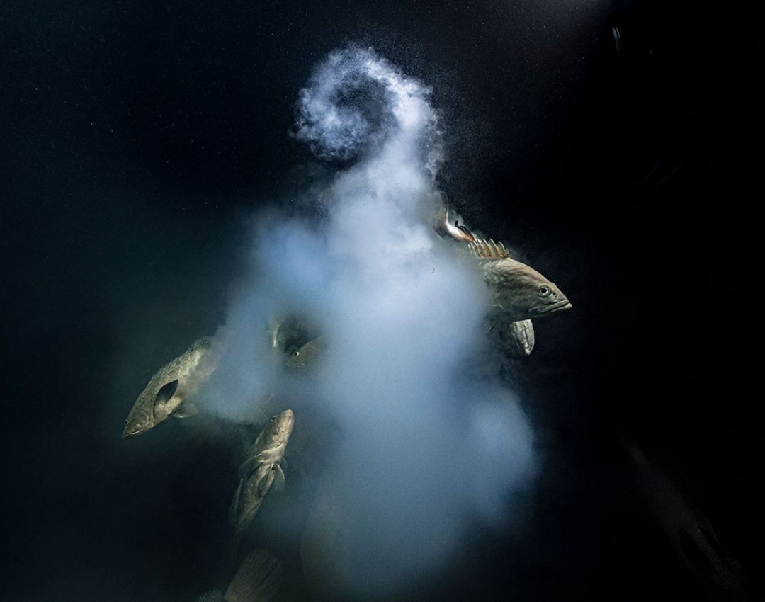 Laurent Ballesta se lleva el premio a la mejor foto de vida silvestre del Wildlife Photographer of the Year. Laurent Ballesta se lleva el premio a la mejor foto de vida silvestre del Wildlife Photographer of the Year.