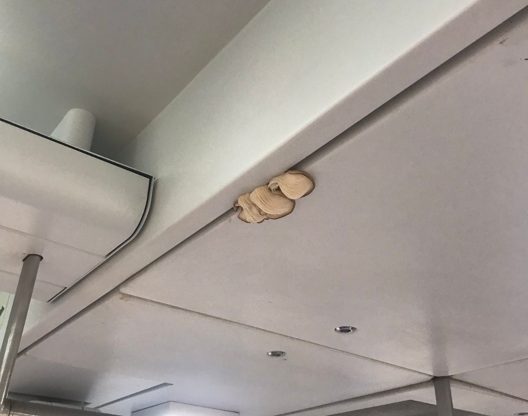 Una usuaria encuentra setas en un Cercanías en Barcelona. Una usuaria encuentra setas en un Cercanías en Barcelona.