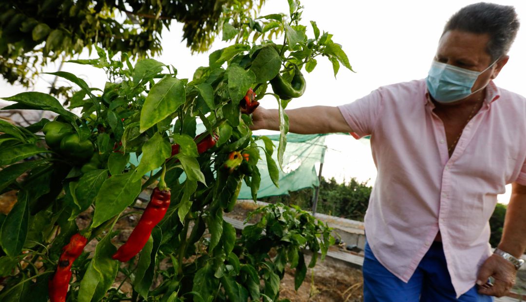 Un agricultor cultiva pimientos en una huerta, Un agricultor cultiva pimientos en una huerta,