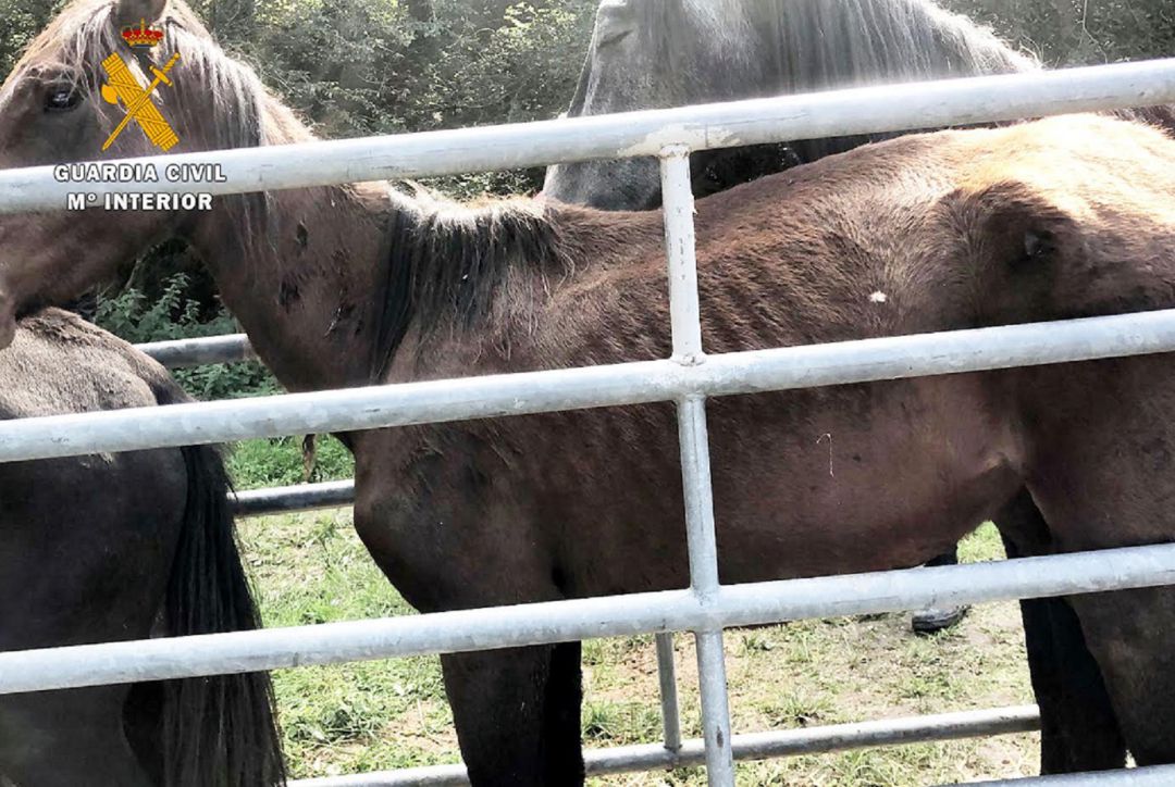 Efectivos del SEPRONA realizaron el 1 de octubre una inspección a una explotación ganadera de Quijas Efectivos del SEPRONA realizaron el 1 de octubre una inspección a una explotación ganadera de Quijas