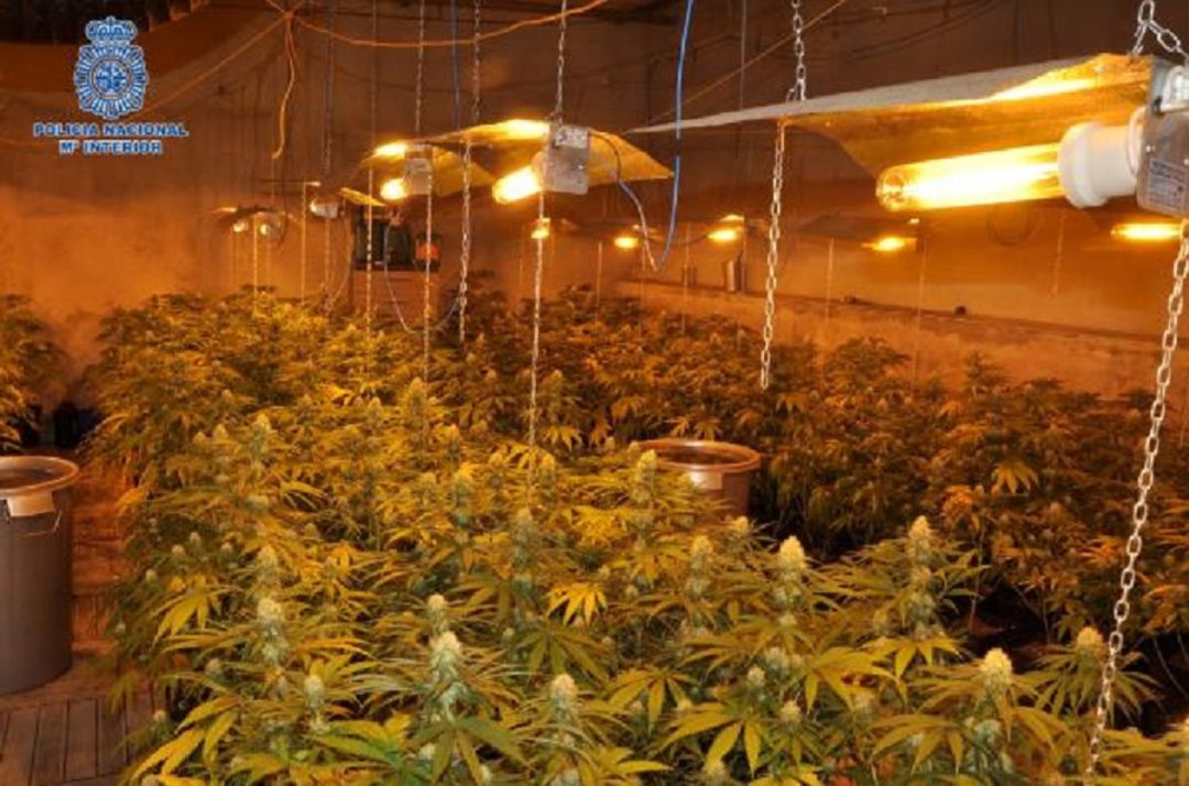 Plantación de marihuana indoor Plantación de marihuana indoor