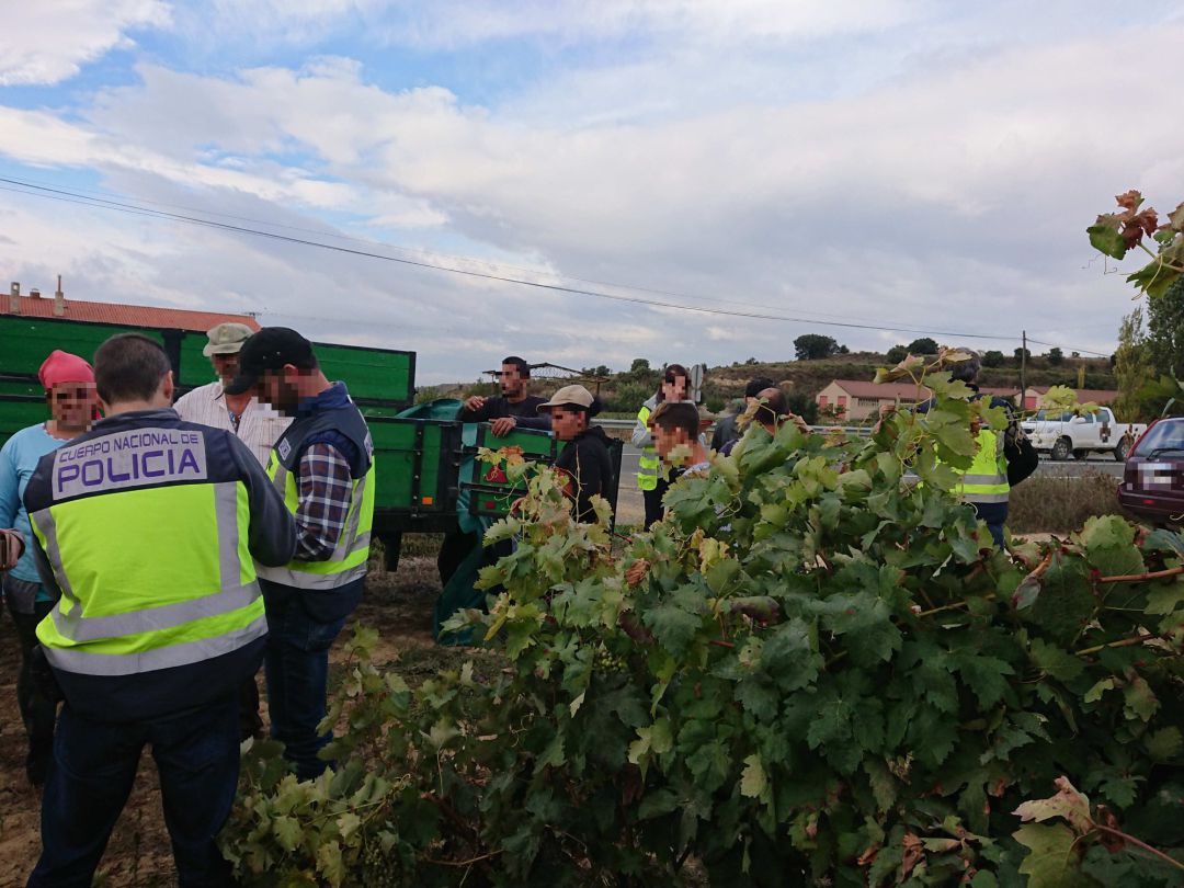 Agentes recurren a drones para controlar la vendimia Agentes recurren a drones para controlar la vendimia