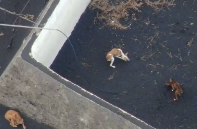 Perros atrapados en La Palma. Perros atrapados en La Palma.