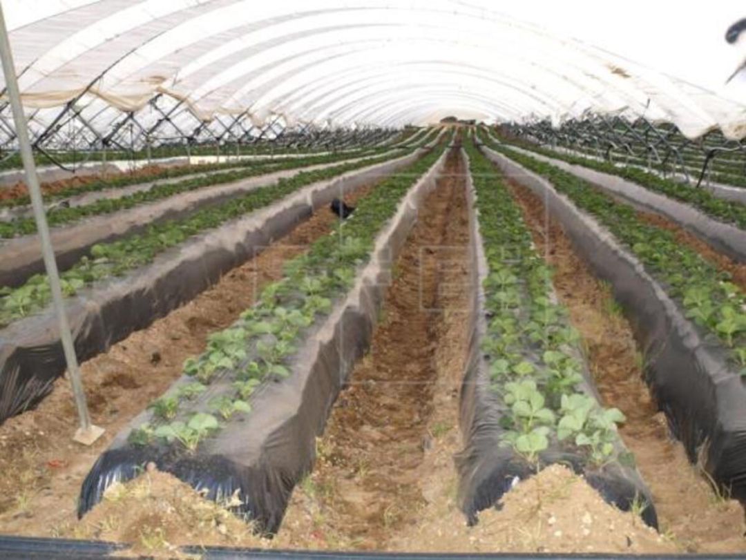 Explotación agrícola en Huelva Explotación agrícola en Huelva